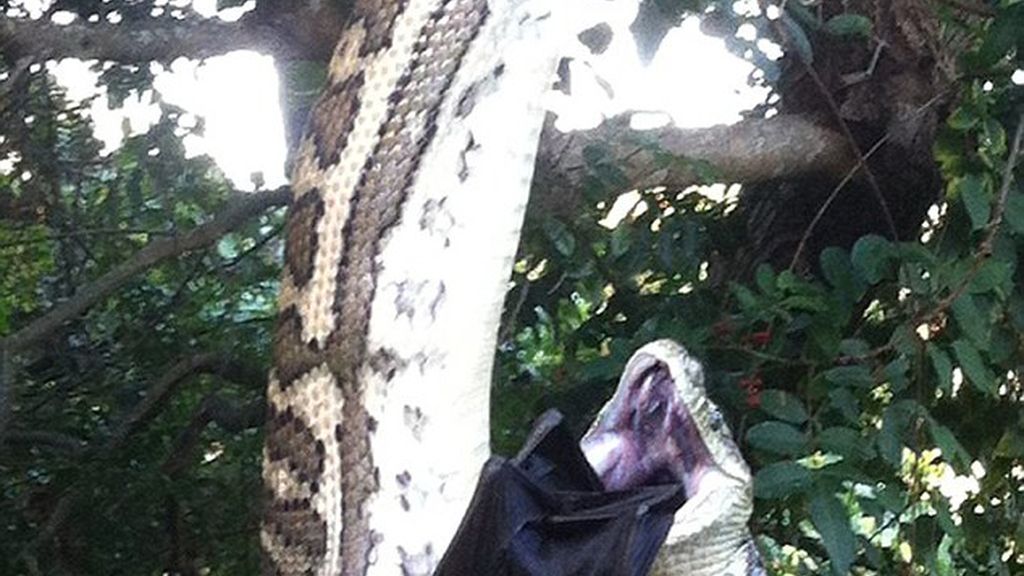 La serpiente tardó 30 minutos en devorar al murciélago