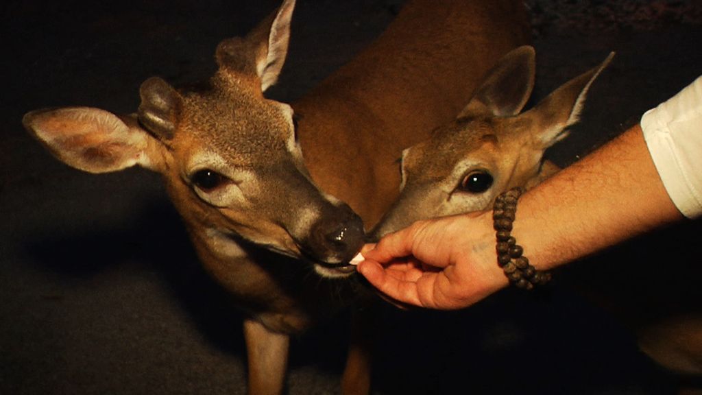 Cayos de Florida, un puente hacia el paraíso