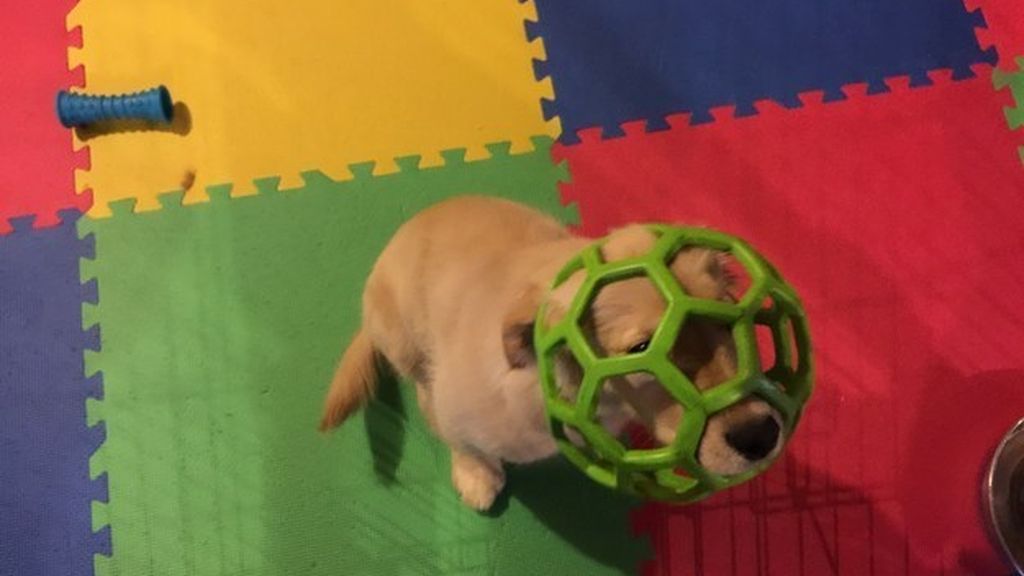 Las ocurrencias de estos animales no tienen límites