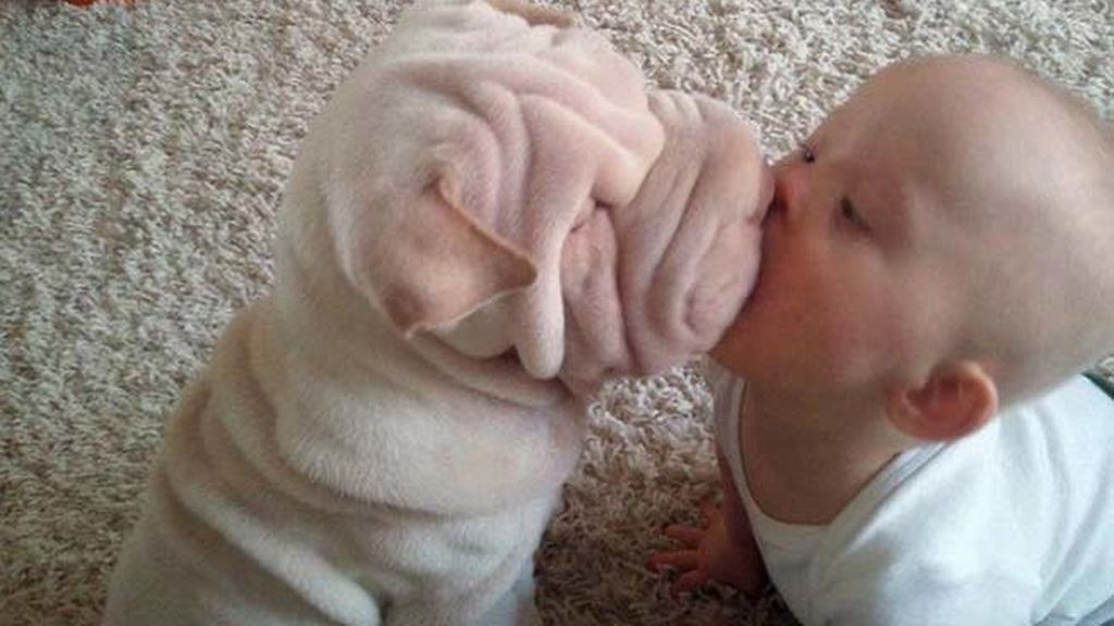 Compañeros para todo