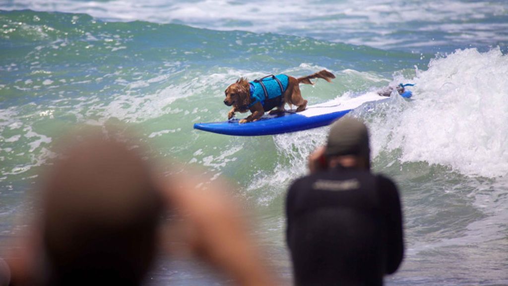 Mascotas que cambian su collar por una tabla de surf