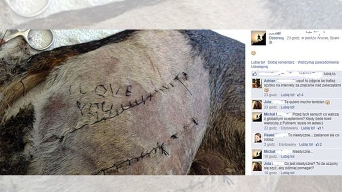 Un estudiante de veterinario escribe al coser a un perro "I love you"