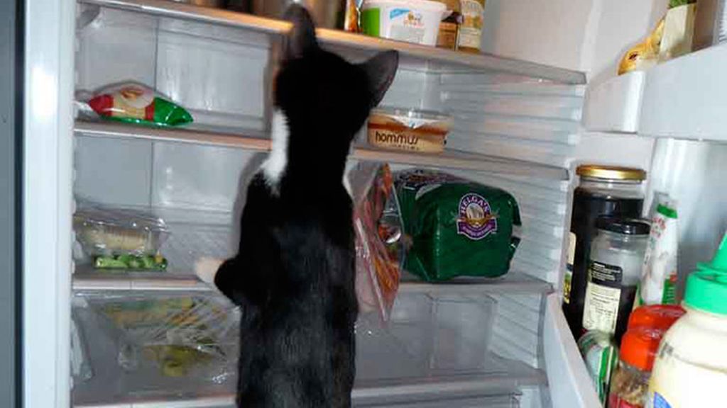 En busca de comida