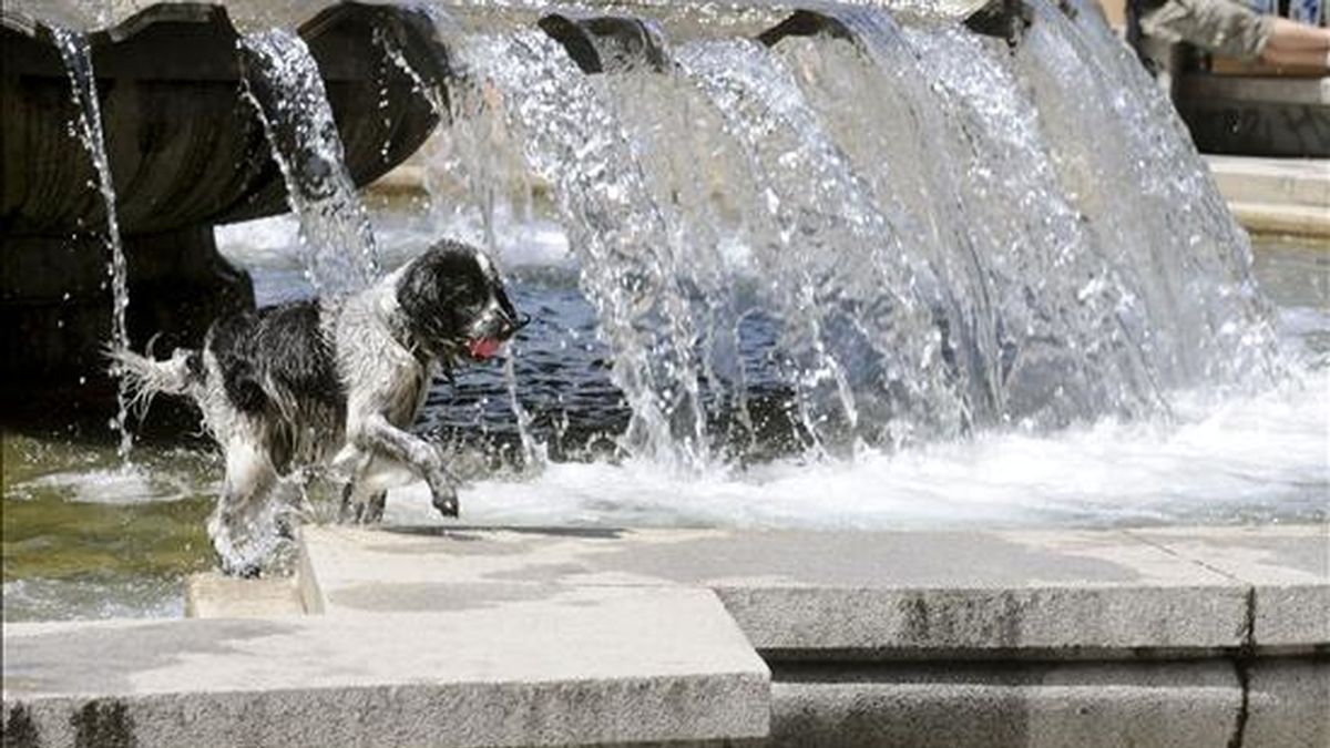 Un perro se refresca en una fuente de la Plaza de España en Madrid. EFE/Archivo