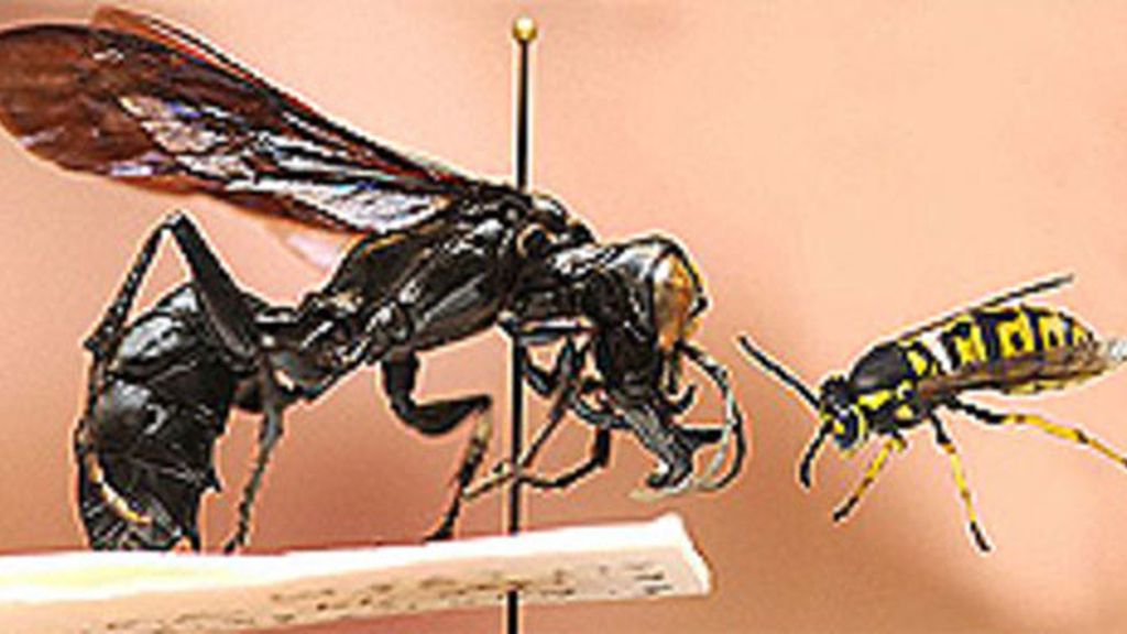 Una avispa gigante en Indonesia