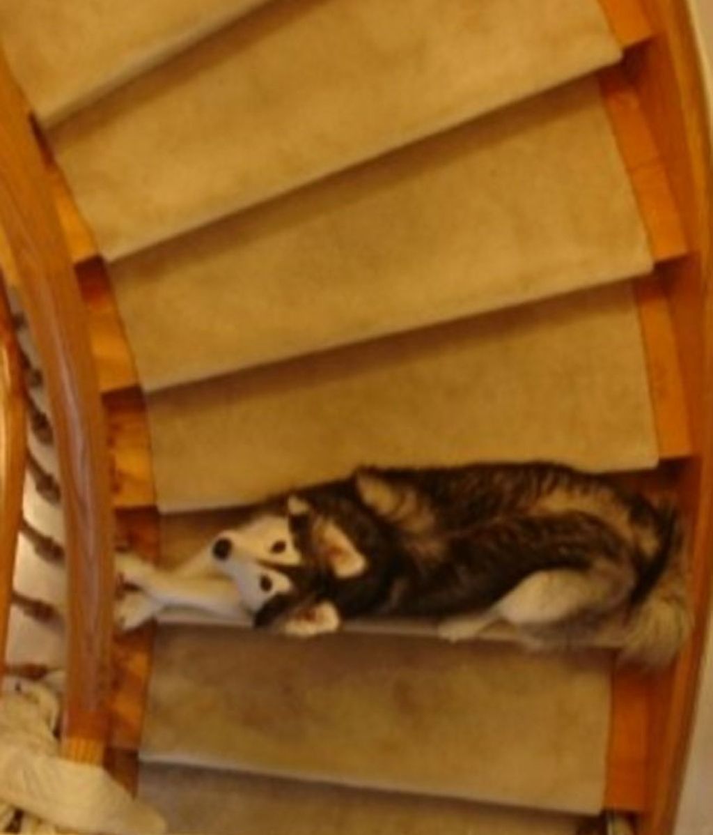 Fue criado por una gata