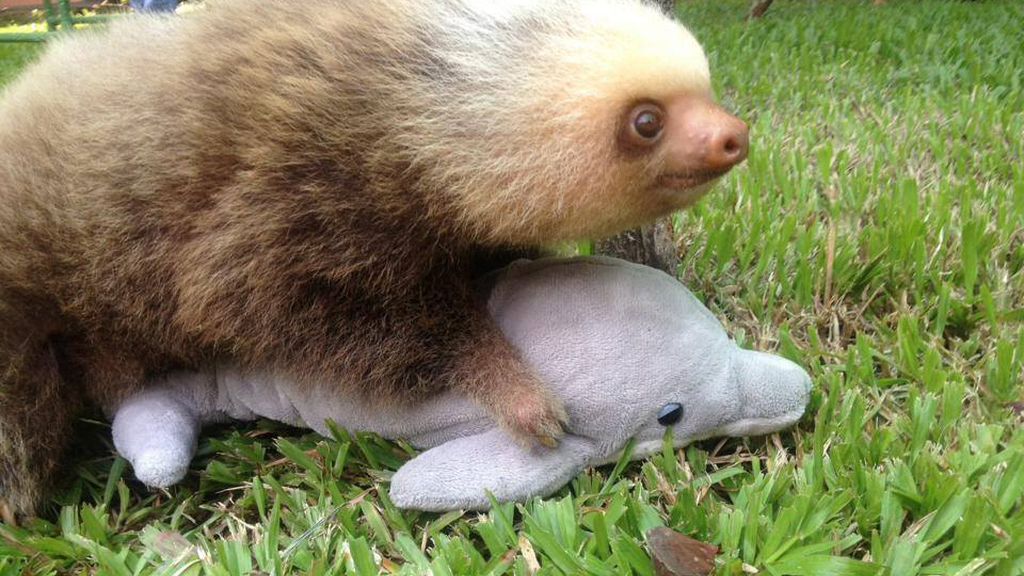 Separados de su madre al nacer, crecen al calor de un juguete