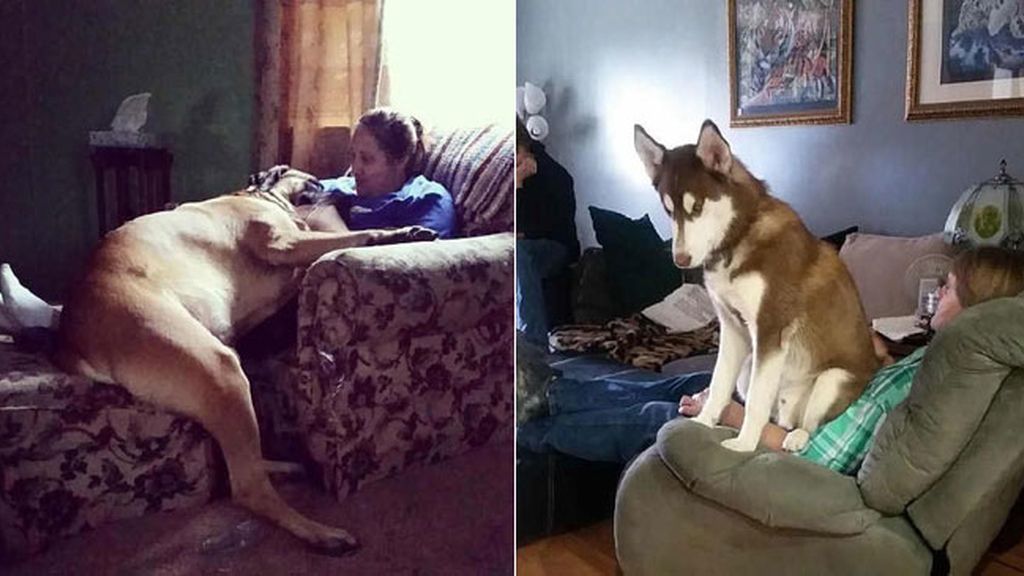 Los perros XXL más famosos de Internet