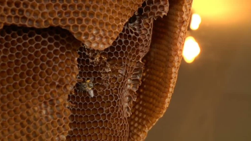 La selva en casa, Programa 4