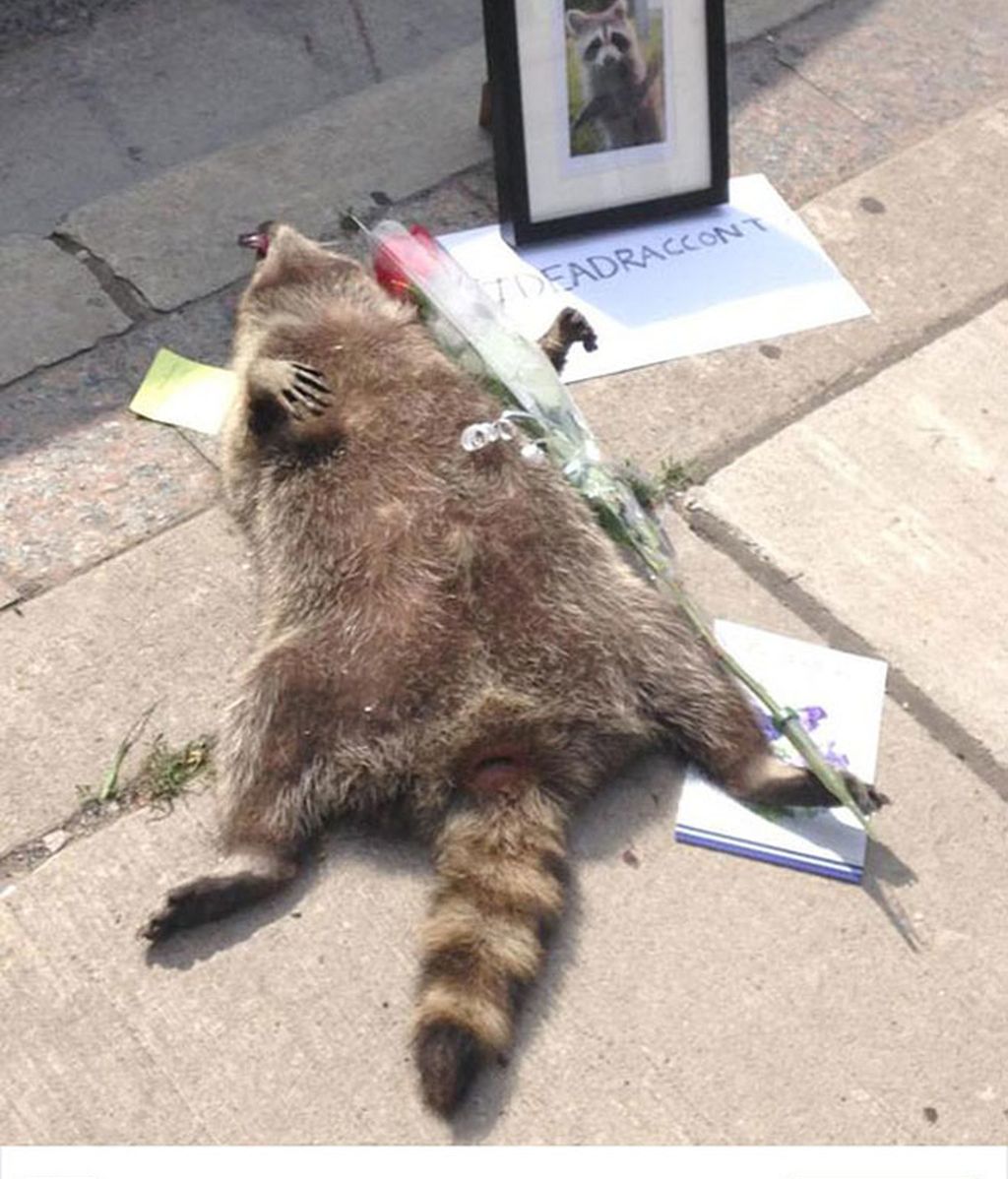 Toronto se vuelva con un animal muerto