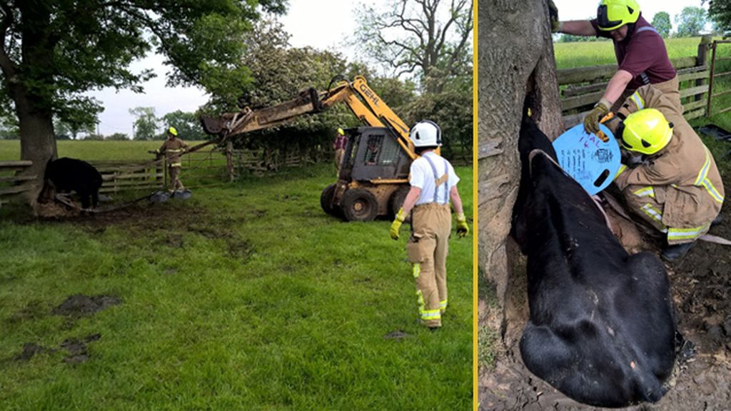 Una vaca y un árbol, los protagonistas del rescate más insólito de los bomberos ingleses