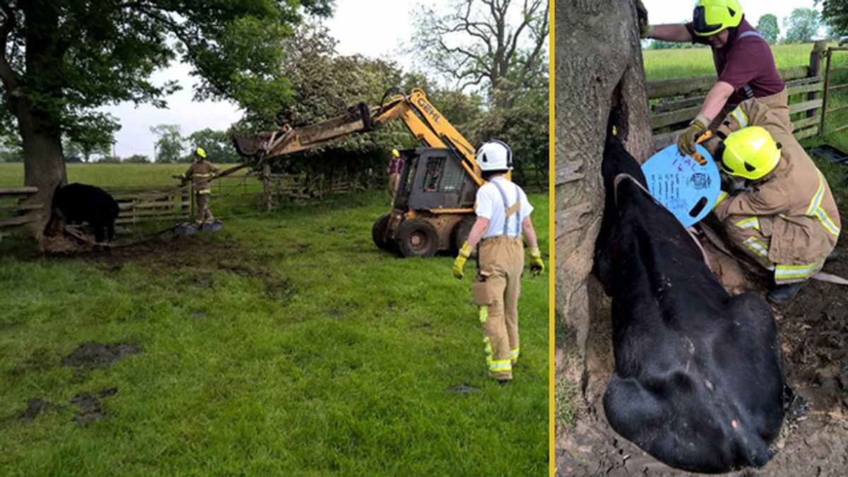 Una vaca y un árbol, los protagonistas del rescate más insólito de los bomberos ingleses