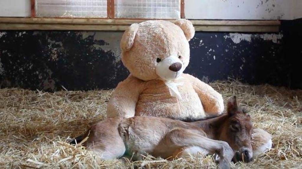 Separados de su madre al nacer, crecen al calor de un juguete