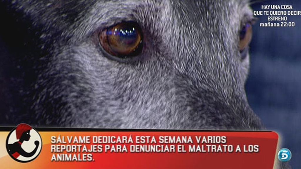 Sálvame denuncia el maltrato a los animales