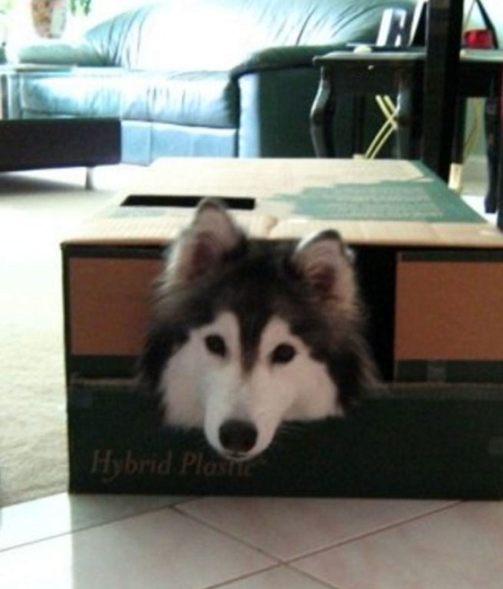 El husky que creía ser un gato