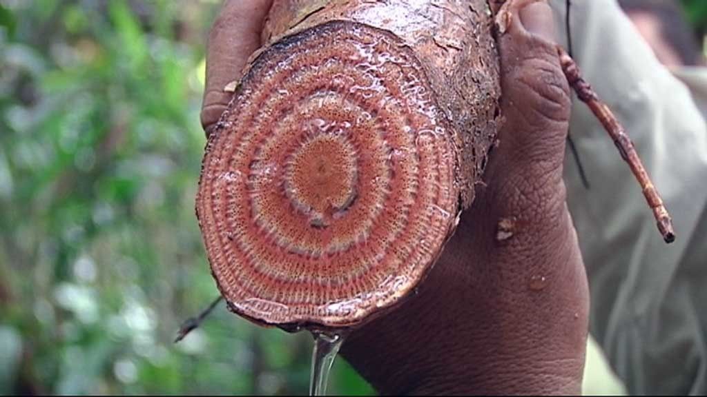 Los 'Yanomamis' del Amazonas