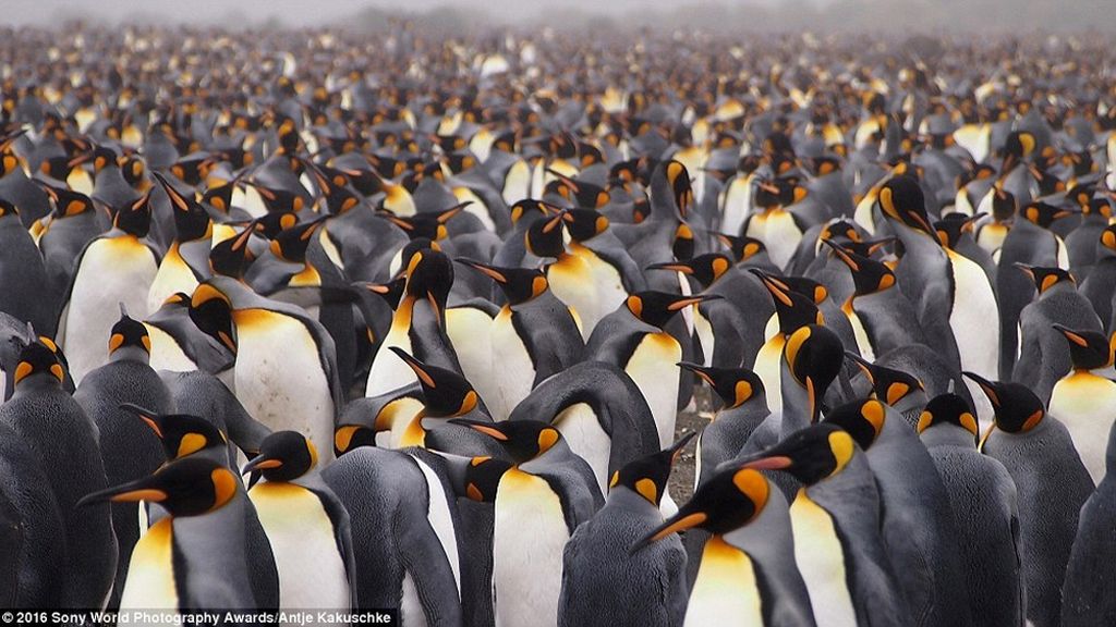 Las increíbles fotos presentadas a los premios Sony World Photography 2016
