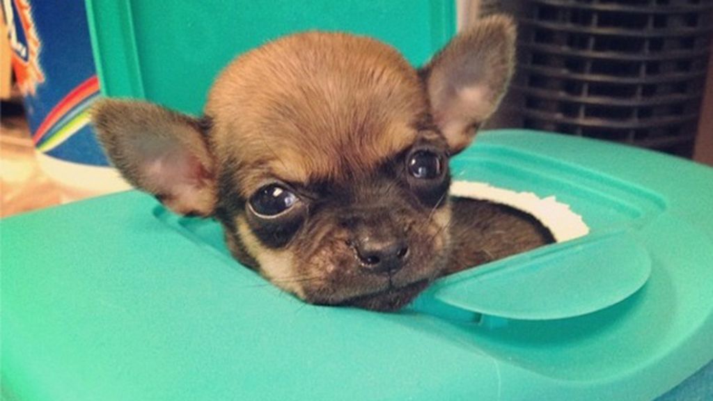 Un chihuahua sin patas delanteras se hace viral en Instagram