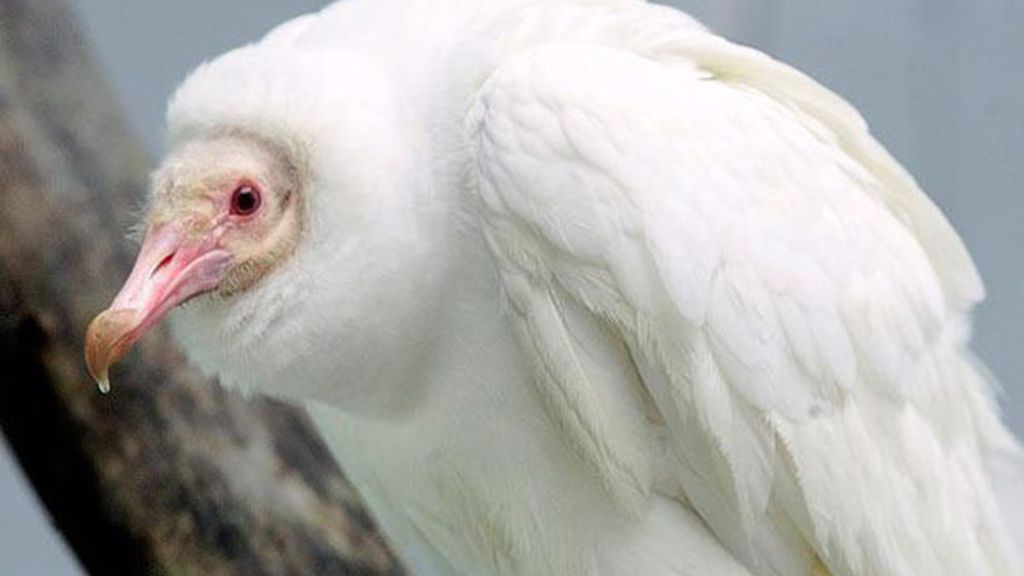 El albinismo en el mundo animal