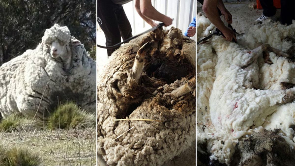 Una oveja australiana supera el récord mundial con 42,3 kilos de lana