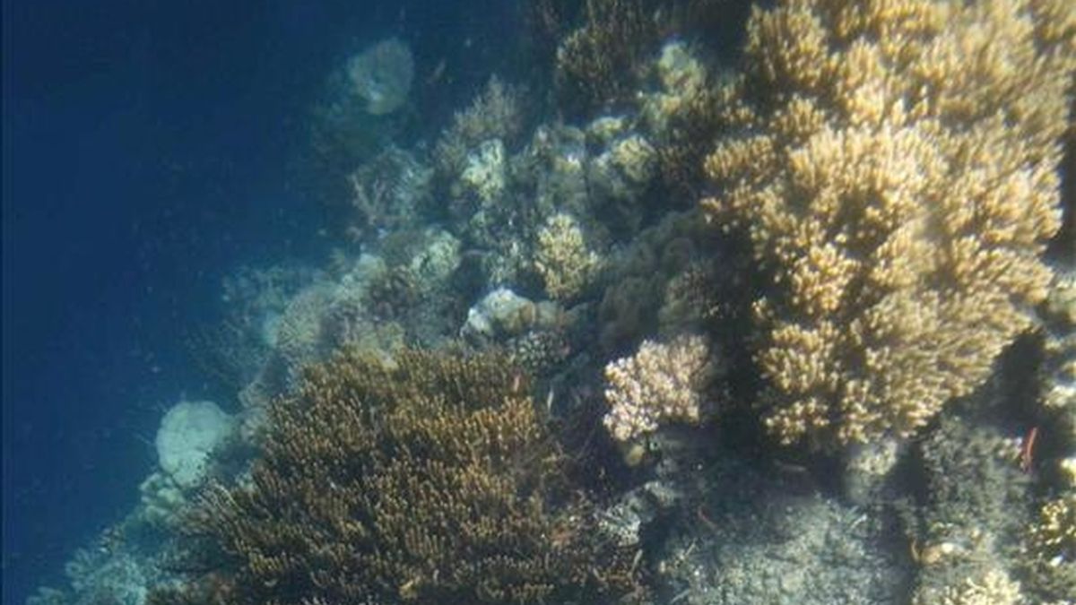 El arrecife de coral que puebla la reserva marina de les Illes Columbretes, en Castellón, ha perdido en los últimos ocho años la mitad de su extensión como consecuencia del aumento de la temperatura del agua, que provoca la mortandad masiva de una especie frágil y en regresión en todo el Mediterráneo.
EFE/Archivo