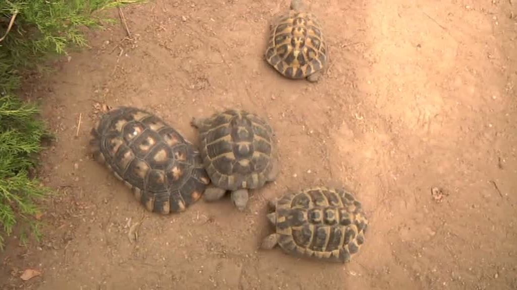 La cabra montesa y el buitre leonado despiden 'La selva en casa'