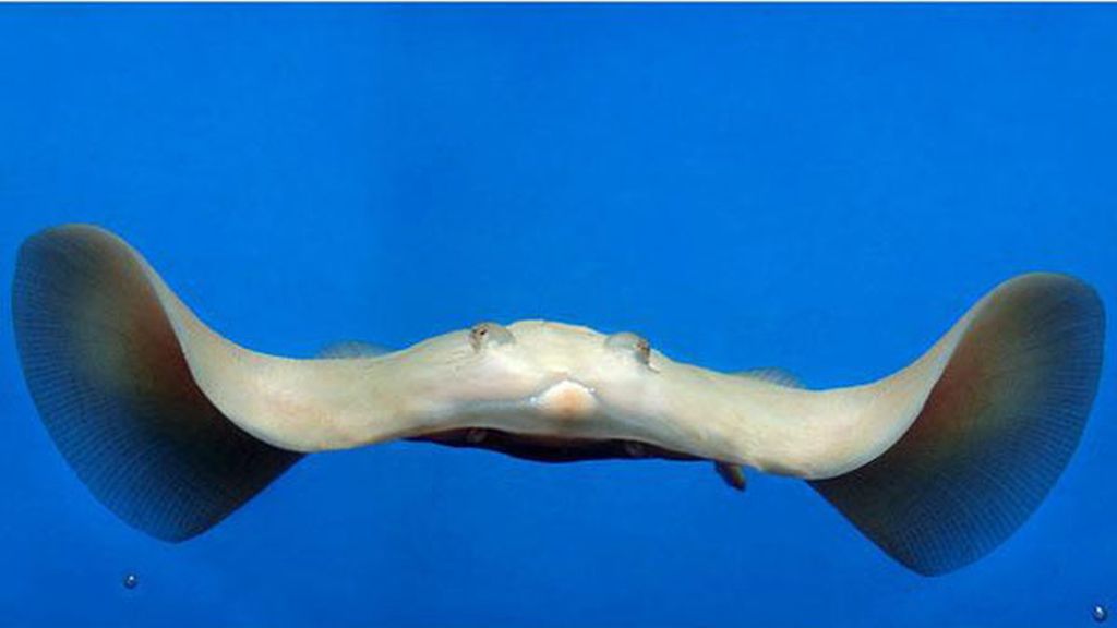 El albinismo en el mundo animal