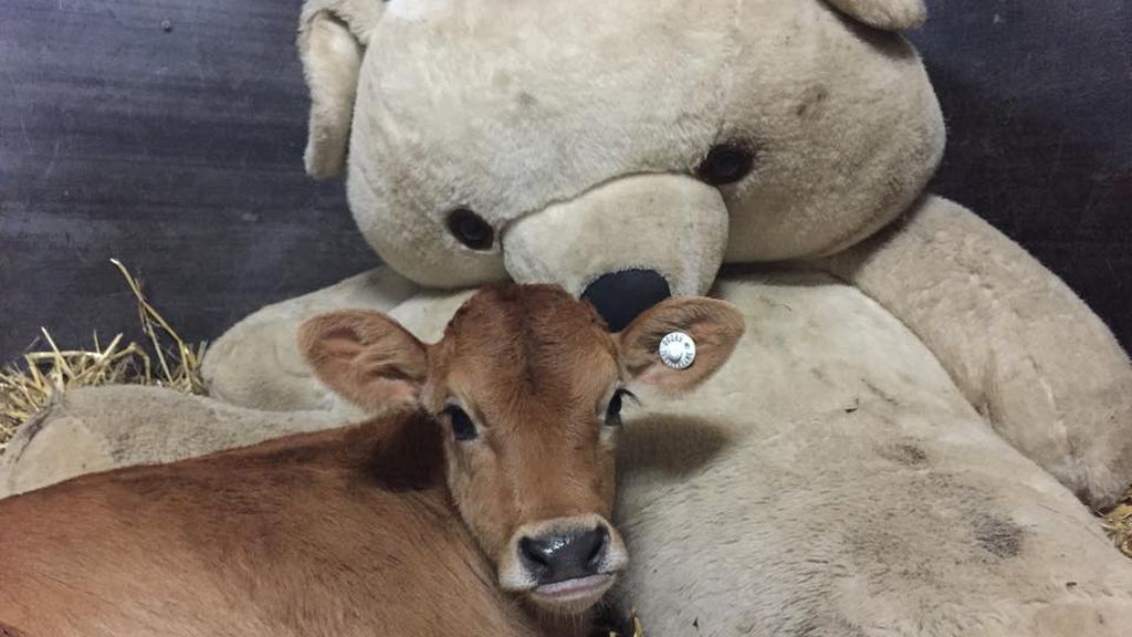 Separados de su madre al nacer, crecen al calor de un juguete