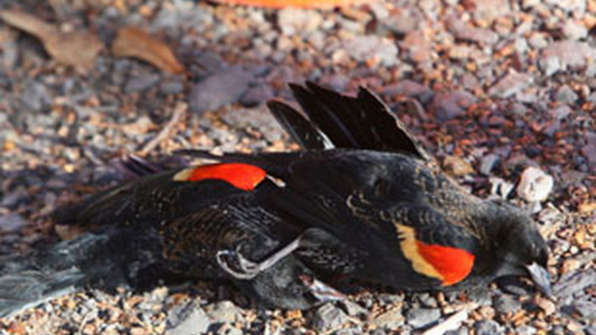 Miles de pájaros muertos aparecen en Arkansas y Luisiana. Vídeo: Informativos Telecinco