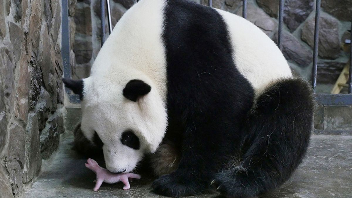 Mamá panda con su recién nacido