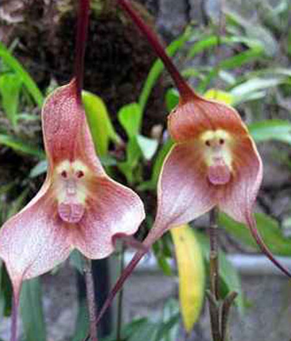 Formas que se esconden en flores