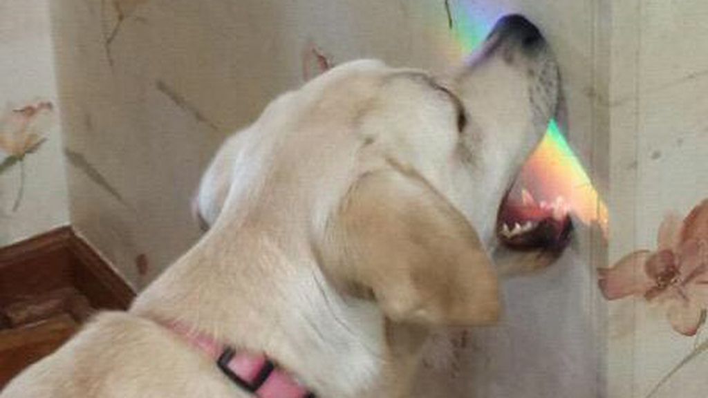 Las ocurrencias de estos animales no tienen límites