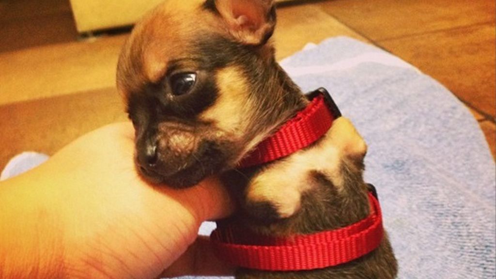 Un chihuahua sin patas delanteras se hace viral en Instagram