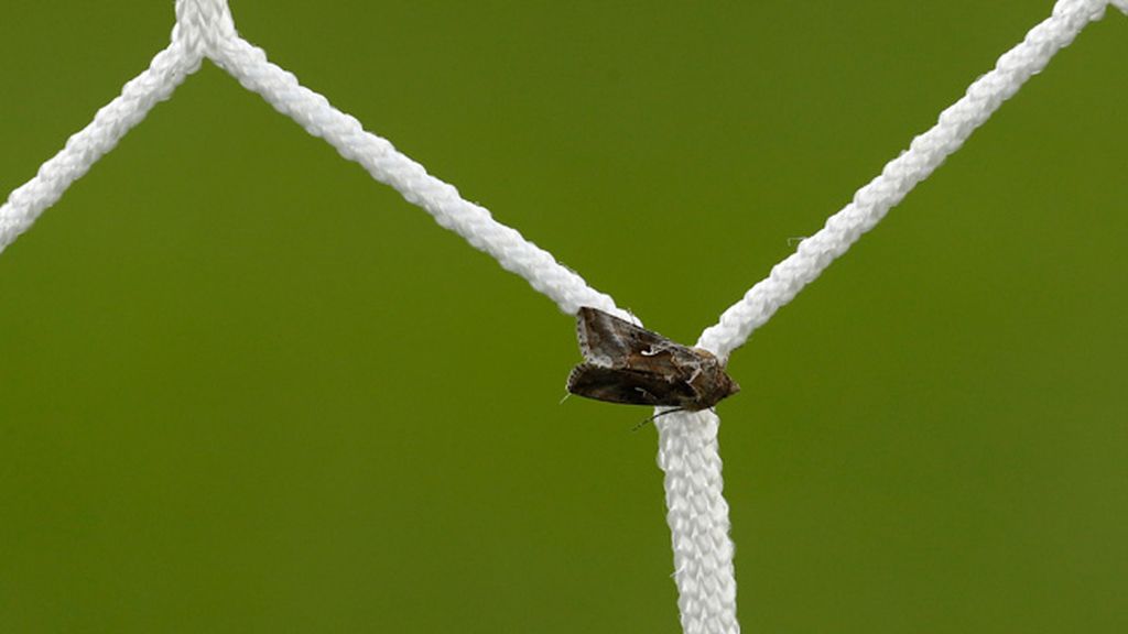 Collina y Deschamps, 'atacados' por los insectos