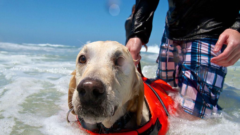 Mascotas que cambian su collar por una tabla de surf
