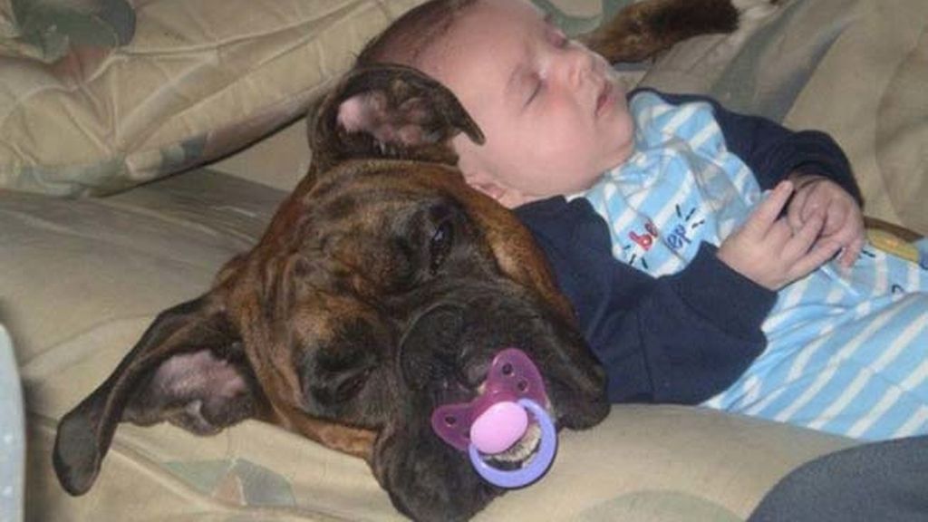 Compañeros para todo