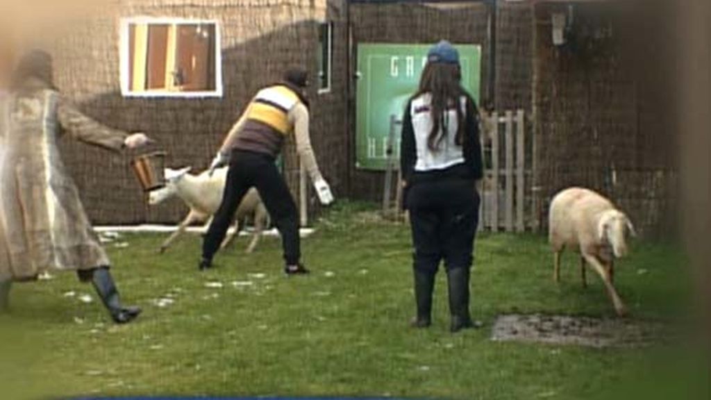 Eva, Ana, Gema y sus ovejitas