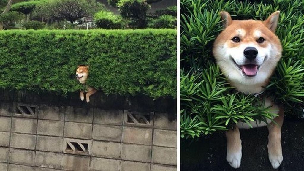 Las ocurrencias de estos animales no tienen límites