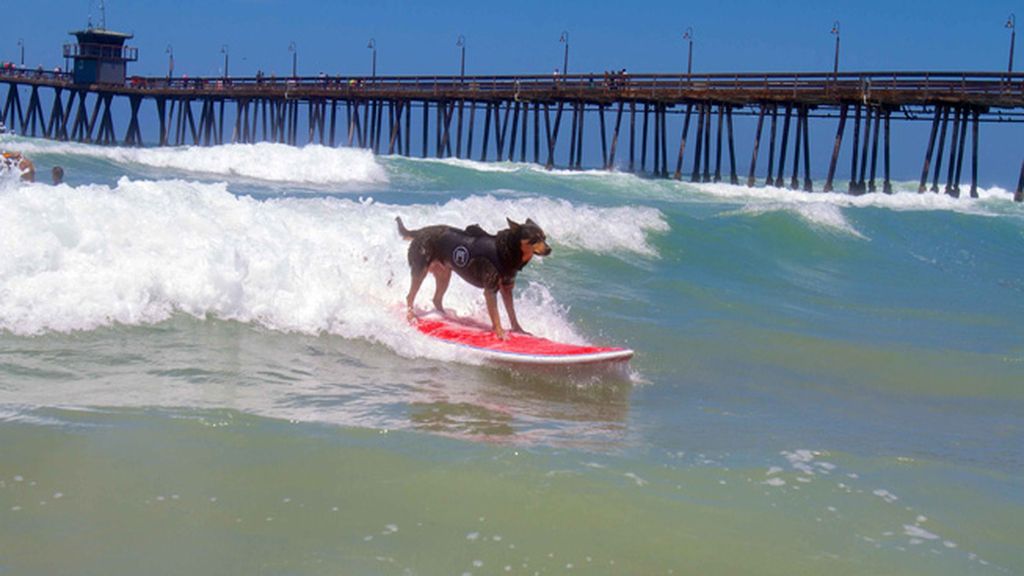 Mascotas que cambian su collar por una tabla de surf