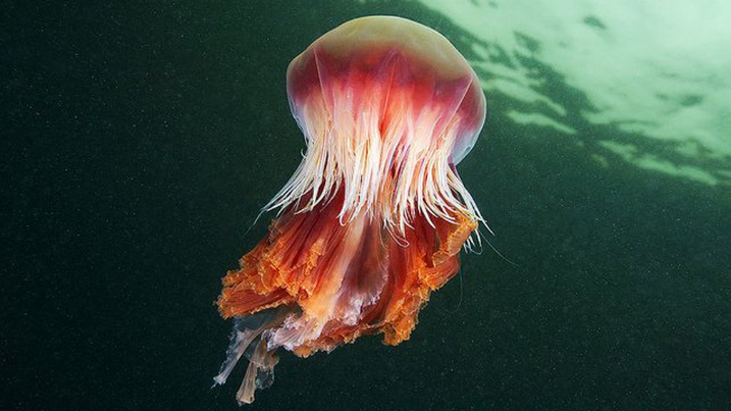 Las 10 picaduras más dolorosas 'made in Spain'