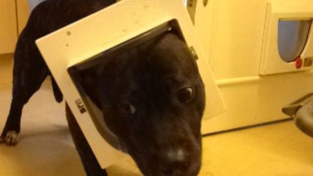 Las ocurrencias de estos animales no tienen límites