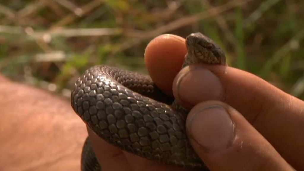 La selva en casa, Programa 4