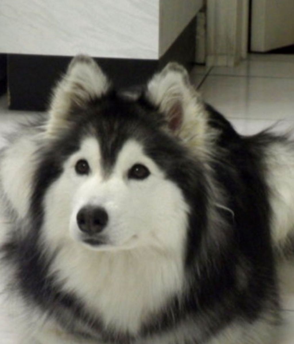 Fue criado por una gata