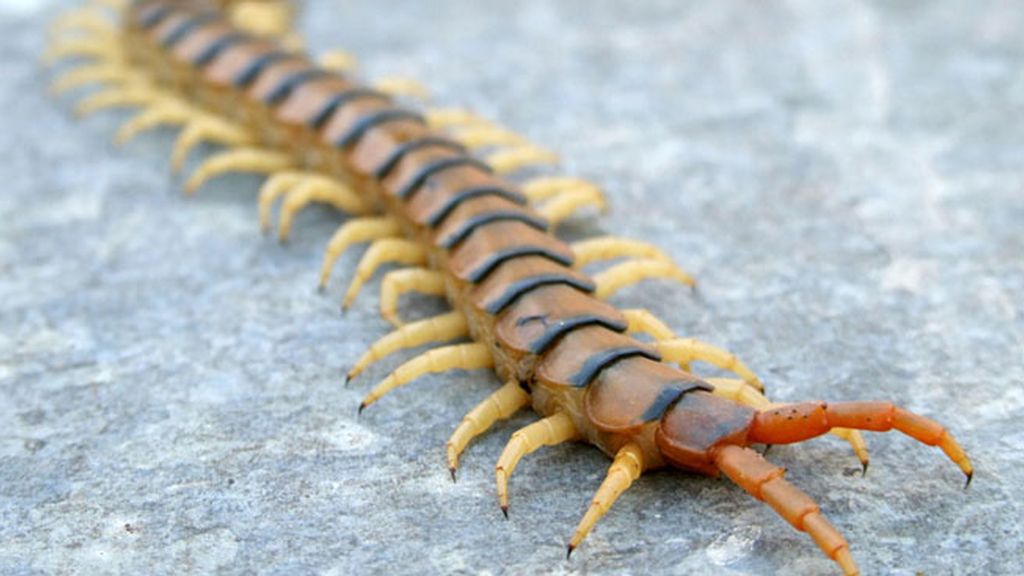 Las 10 picaduras más dolorosas 'made in Spain'