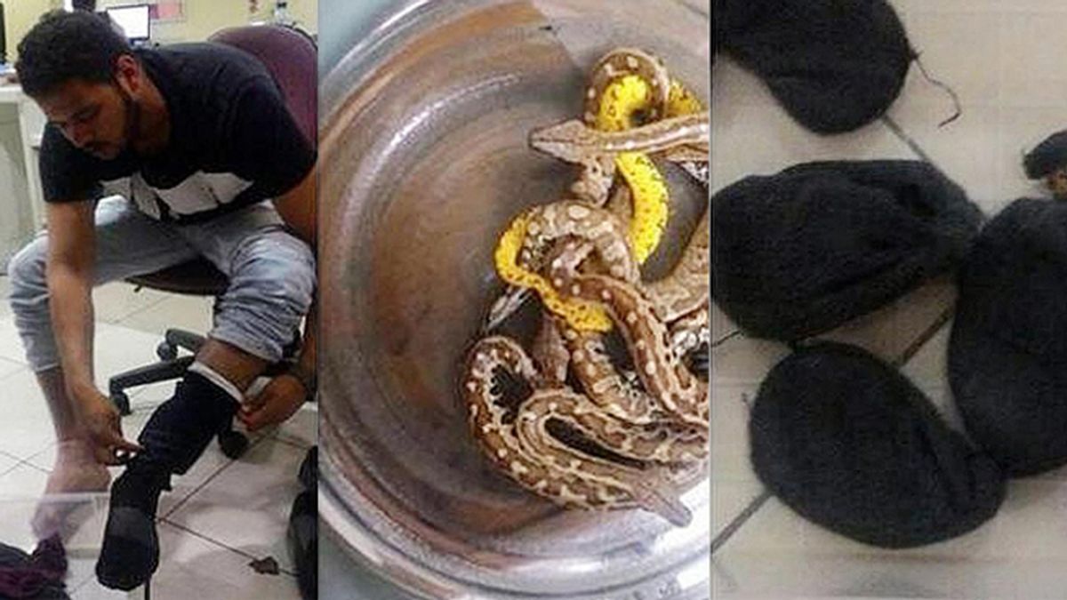 Detenido un hombre en Indonesia por intentar volar con 10 serpientes debajo del pantalón