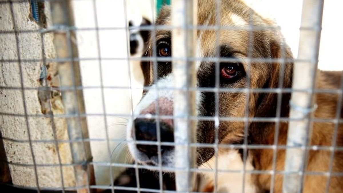 El 60% de las mascotas que se regalan acaba abandonadas o maltratadas
