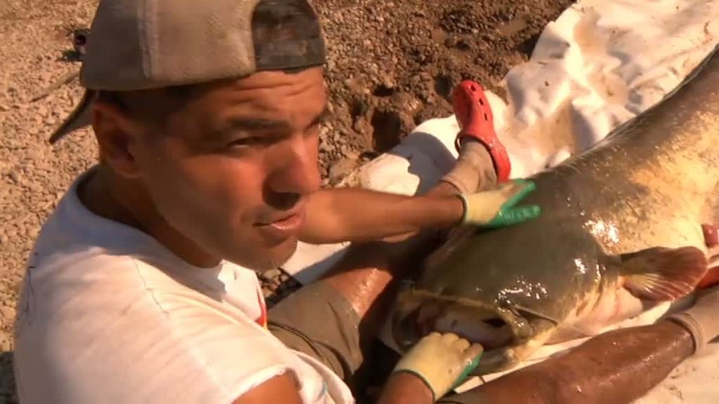 Frank pesca un siluro