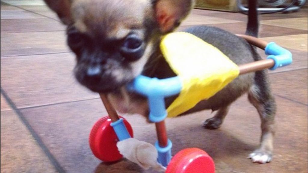 Un chihuahua sin patas delanteras se hace viral en Instagram