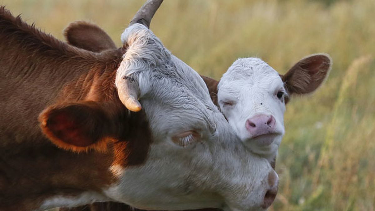 El amor de una vaca con su ternero