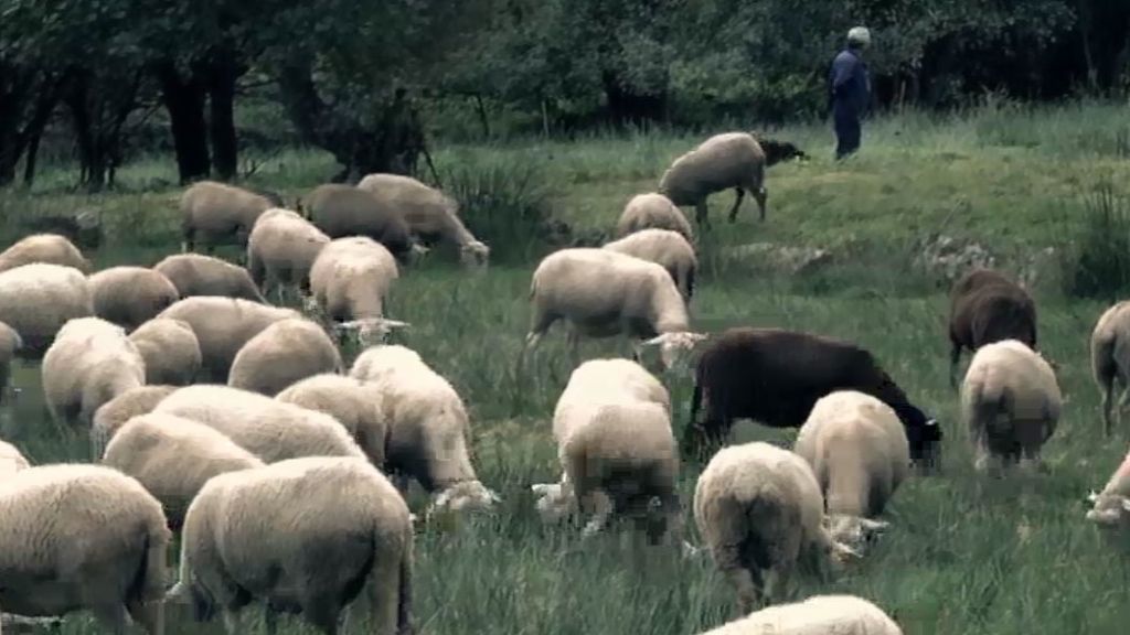 Oleada de ganado mutilado en Dozon